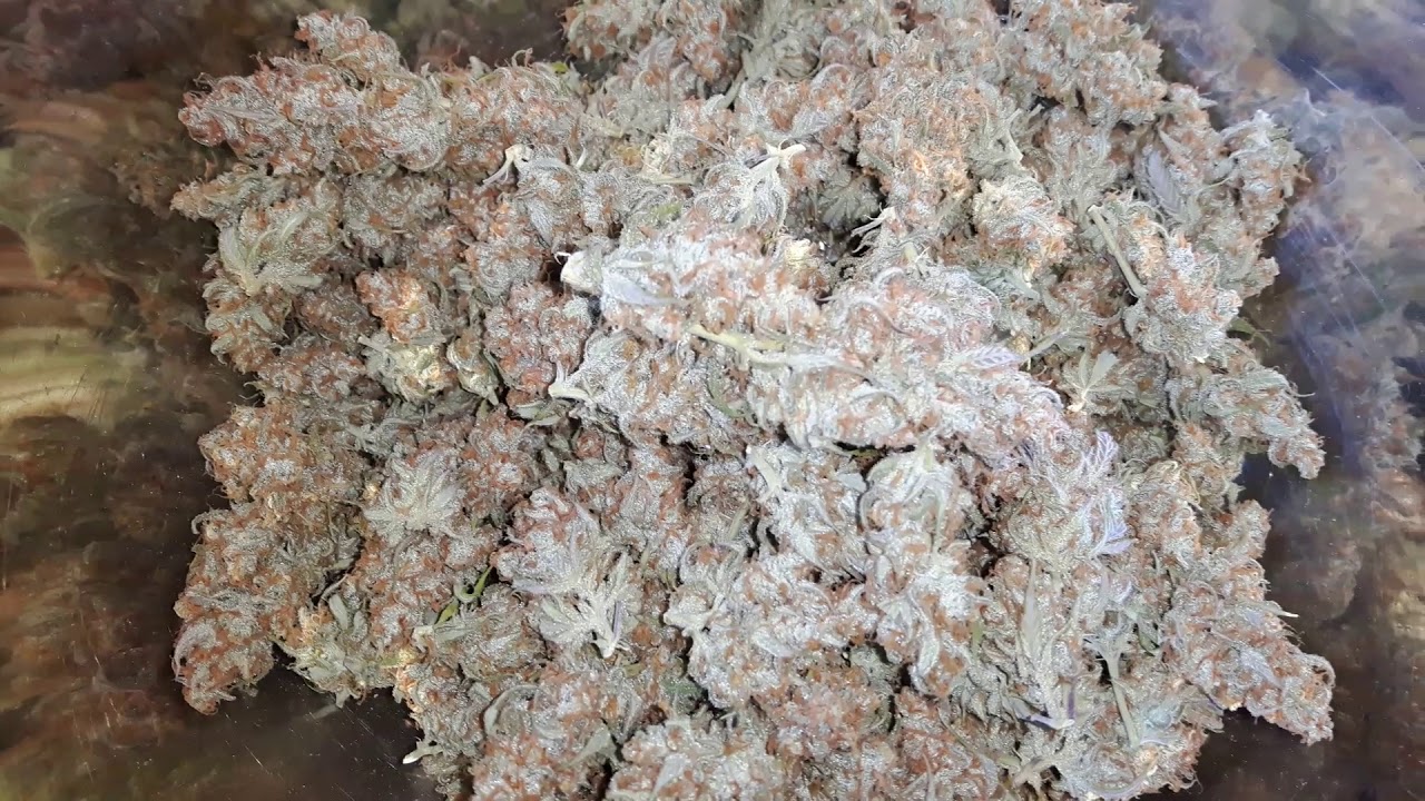 Auto Flower Cannabis Harvest Video