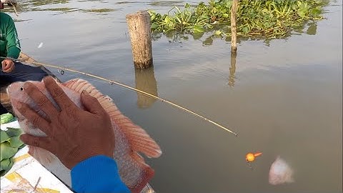 câu cá trên xuồng được con cá điêu hồng khủng