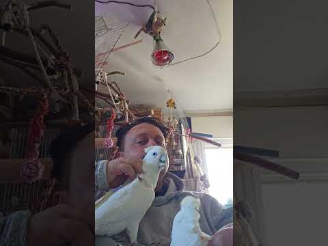 Драчуны и кусаки #какаду #birds #parrot