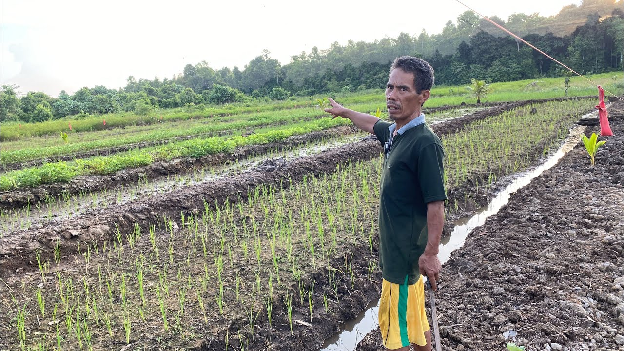PETANI TRANSMIGRASI ASAL JOGJA MENGINSPIRASI WARGA LAIN, BERCOCOK TANAM PADI DI PEMUKIMAN SEPUNGGUR