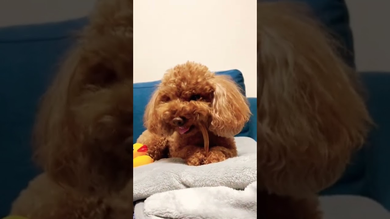 オヤツを守るために威嚇するトイプードル しつこいパパ 犬 犬のいる暮らし Pet Dogs Youtube