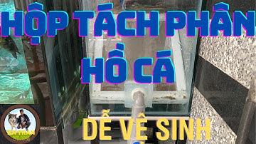 HỘP TÁCH PHÂN HỒ CÁ RỒNG - HỒ CÁ CỘNG ĐỒNG - #AROWANA FISH #TÁCH PHÂN