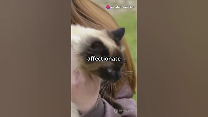 Watch the video about Wonderful Birman cats