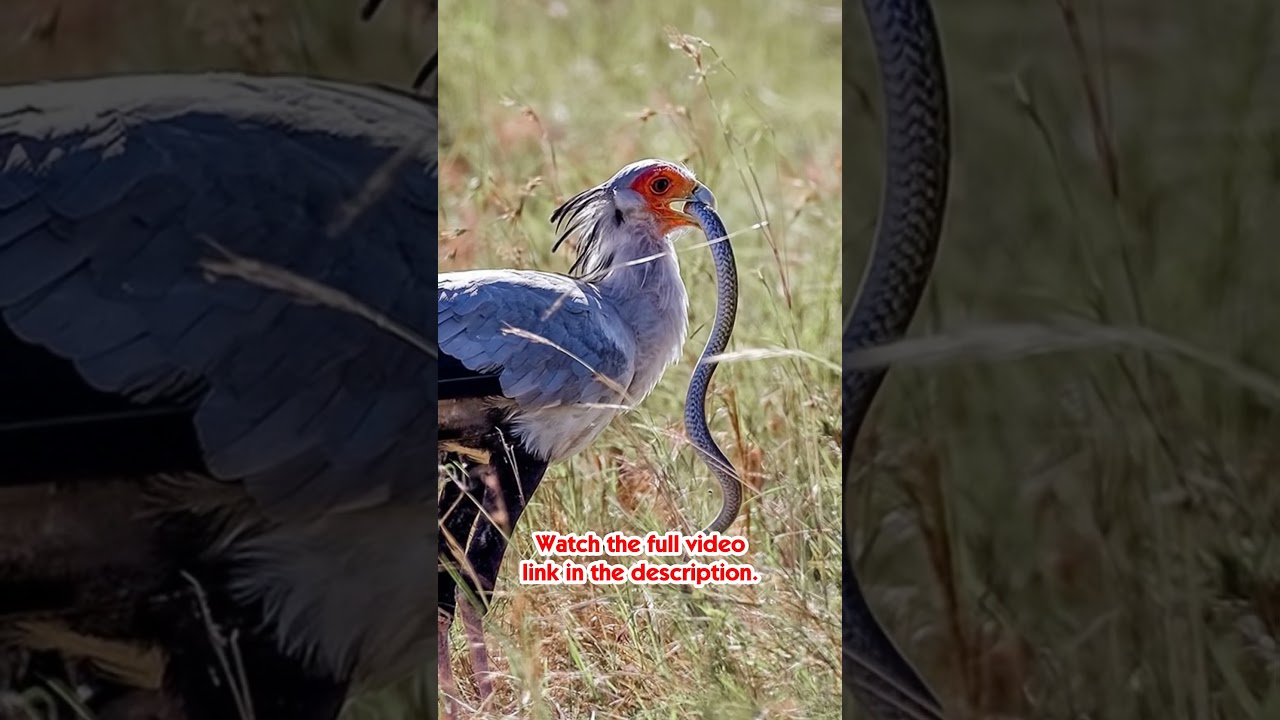 Devil Bird | Secretary bird |  