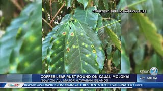 Coffee lead rust found on Kauai, Molokai