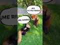 ¿Por Qué Los PANDAS ROJOS Se Levantan Así? 🐼❤️🥰