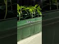 Start Seeds Faster With This Paper Towel Trick
