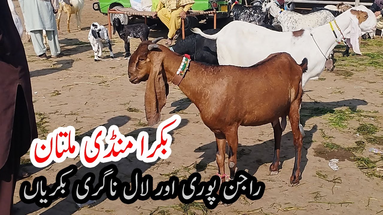 Multan Bakra Mandi Wednesday 😱 | These Milking Goats Shocked Buyers!