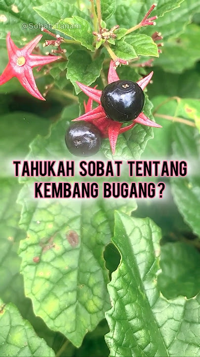 Tahukah Anda tentang Kembang Bugang? #Tanaman #Fruit #Flower #Belladonna #Fakta #Shorts #Sobat_Tanam