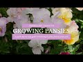 Growing pansies from seed planting pansies in both spring and fall  start to finish hardy annuals