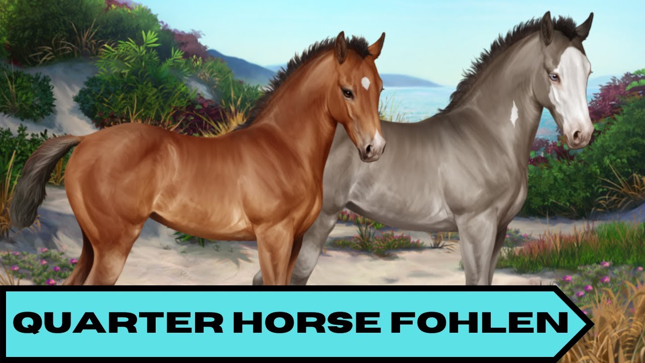 67 Horse Reality Eine neue Quarter Horse Fohlen Show! 😊 YouTube