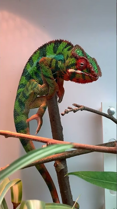Chameleon being difficult