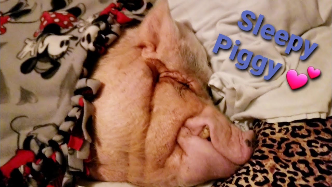 Sammy The Mini Pig Says Sleeping In Is The Best