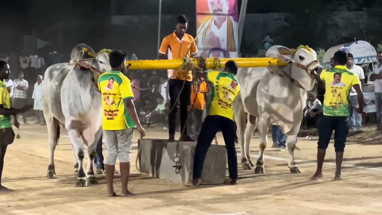 Dondapadu juniors 1st place winner RK BULLS VETAPALEM VEERA SIMHA and  VETAPALEM TIGER