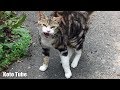 シャーーー!!威嚇!!ブチ切れ!!野良猫アメショーが反撃してきた!! This classic tabby hissed at me!