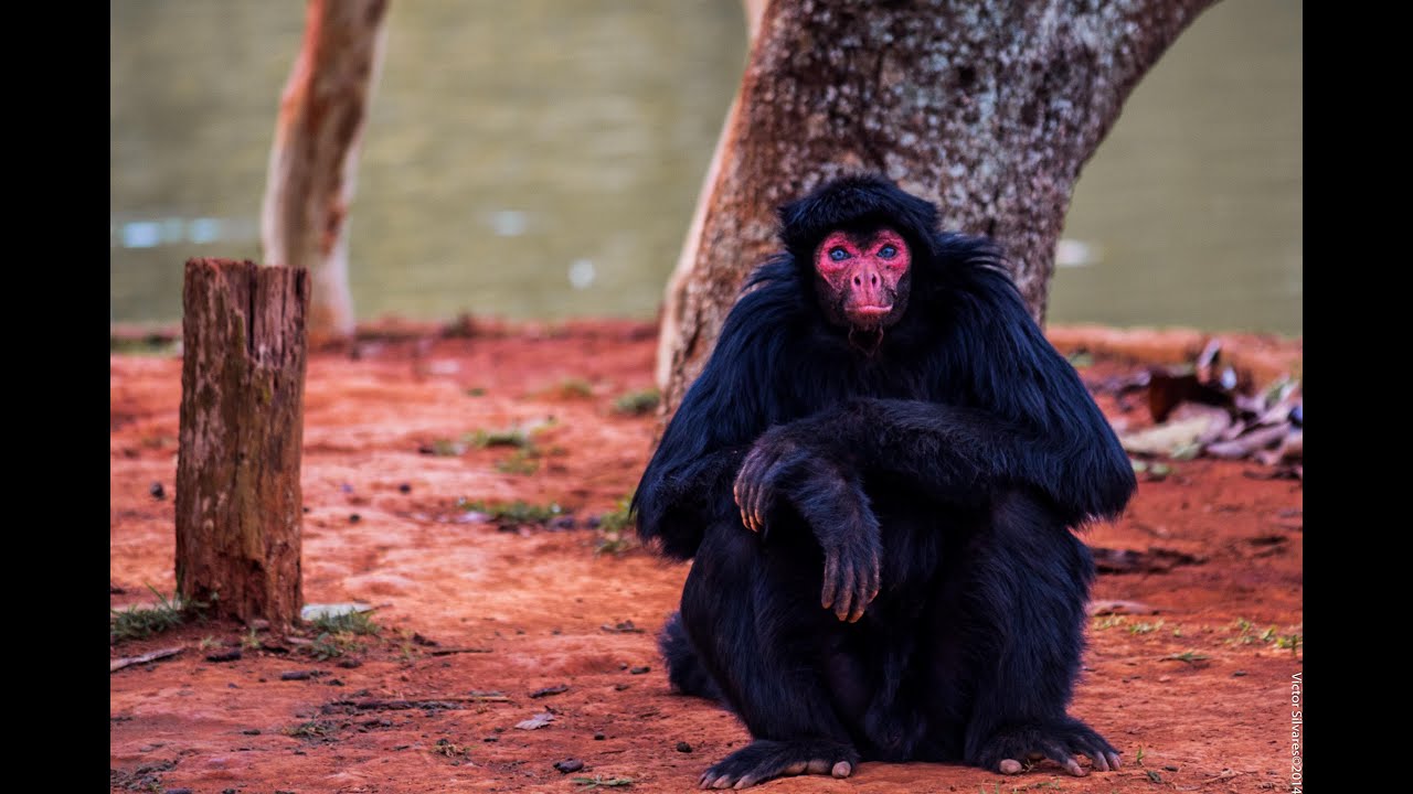 Краснолицая коата