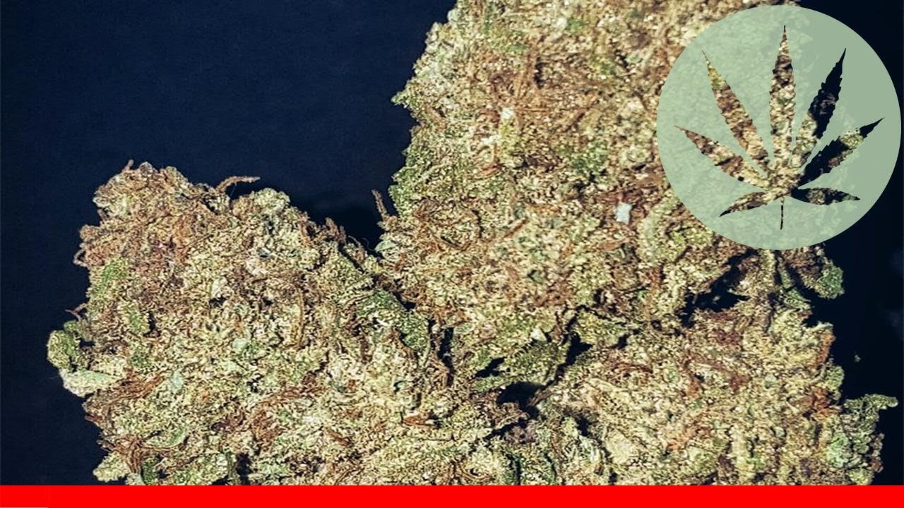 Pitbull - All About This Strain