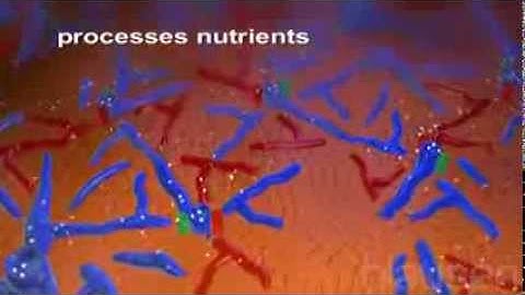 Hepatitis Animation