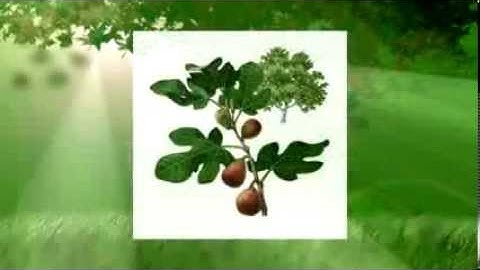 Fig Tree Parable | Paxeon