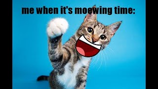 Idk What To Do With This - Its Moewing Time