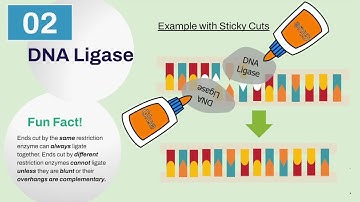 Chapter 2: Introduction to Synthetic Biology | 2.4 Biobricks | ASIJ-Tokyo iGEM 2023