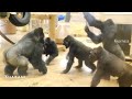 Young Male Gorilla Challenges A Huge Silverback | The Shabani Group