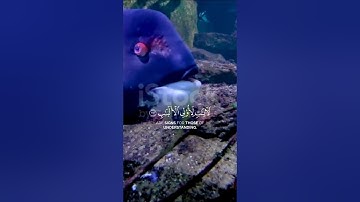 تلاوة خاشعة #trendingvideo #اكسبلور #fyp #viralvideo #tiktok #ورك #المصحف #duet #الرحمن #اعتني