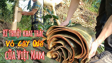 Cách bóc vỏ cây quế , chuẩn vùng quế văn yên _ yên bái