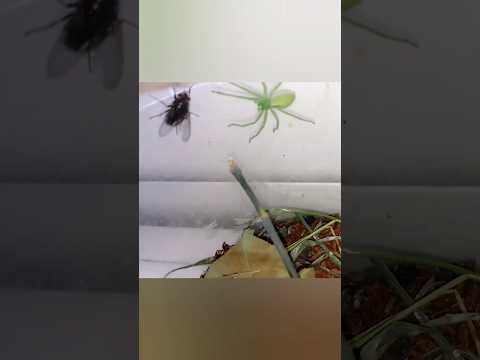 Зелёный паук атакует муху #spider Green spider attacks the fly #паук