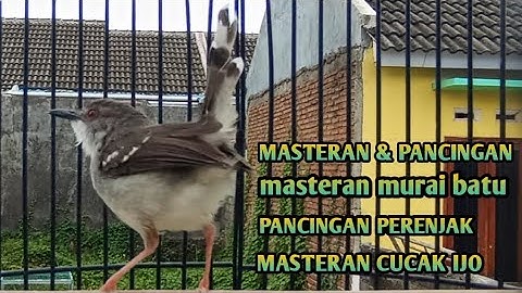 Masteran Prenjak Vs Ciblek Gacor dor Brem Rapat Tanpa Jeda