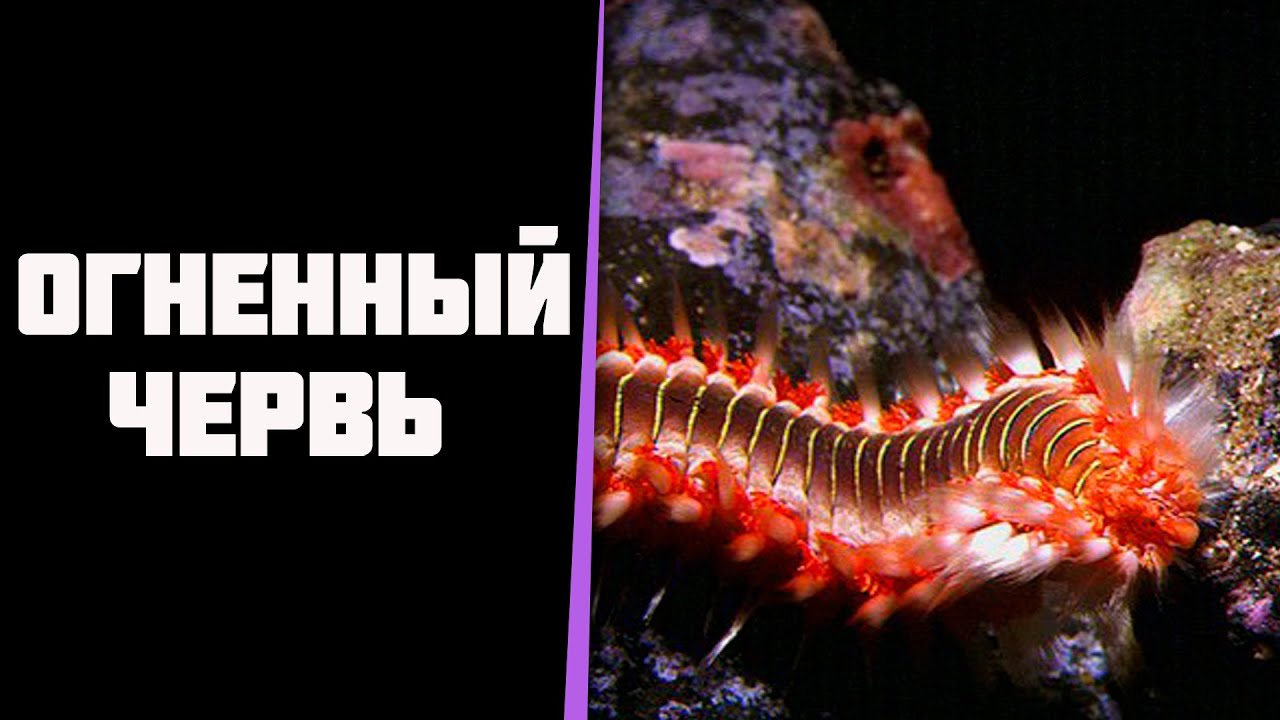 В моем морском нано море появился огненный червь.