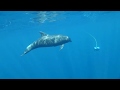 Dolphin meets dron in Mazatlan waters with Onca Explorations