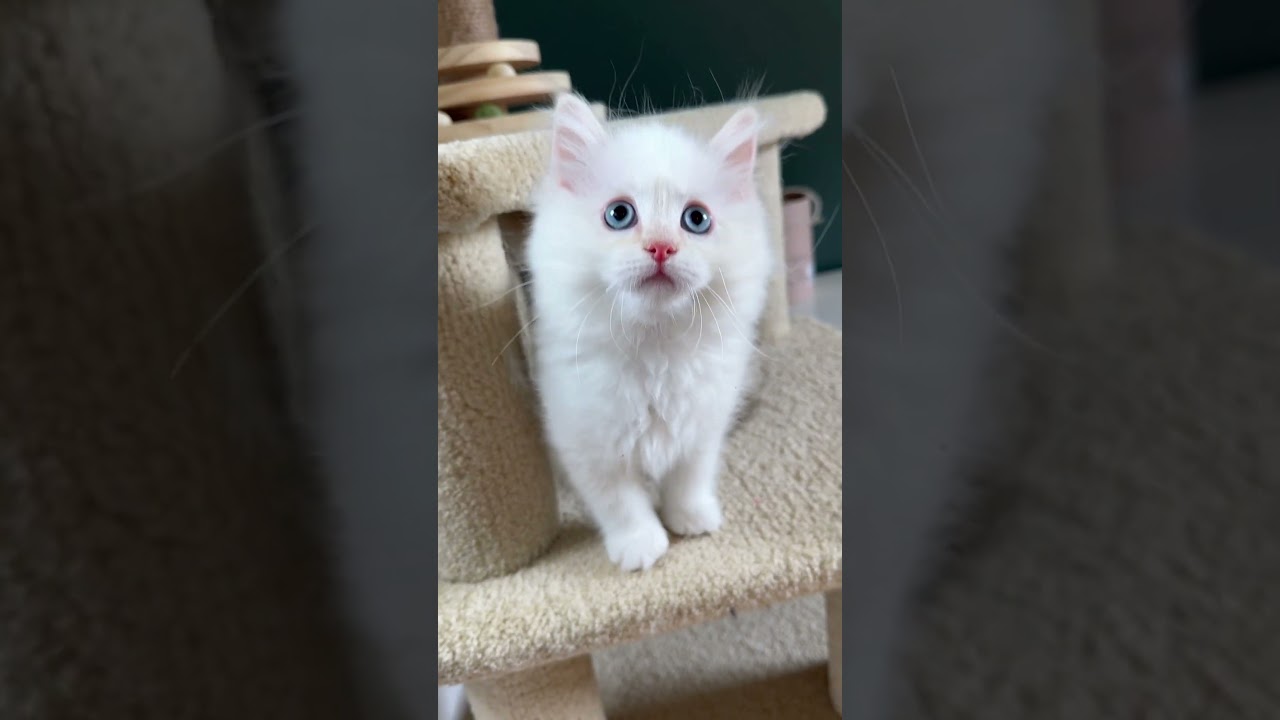 Klaus, Cream Point Bicolor Reserved - Masterpiece Ragdolls