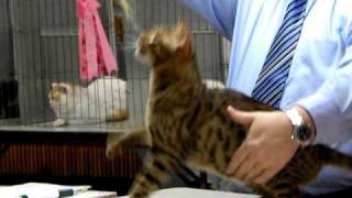 Beautiful Ocicat at a Cat Show in Santa Rosa, California by Silver Cross Fox 1,925 views 14 years ago 52 seconds