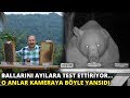 Ballarını ayılara test ettiriyor... O anlar kameraya böyle yansıdı