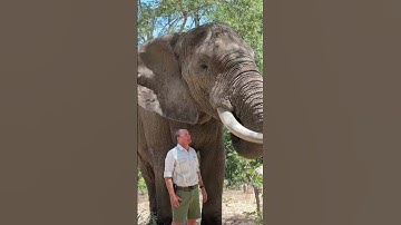 Mak is such a gentle giant and an incredibly intelligent animal!  #elephant