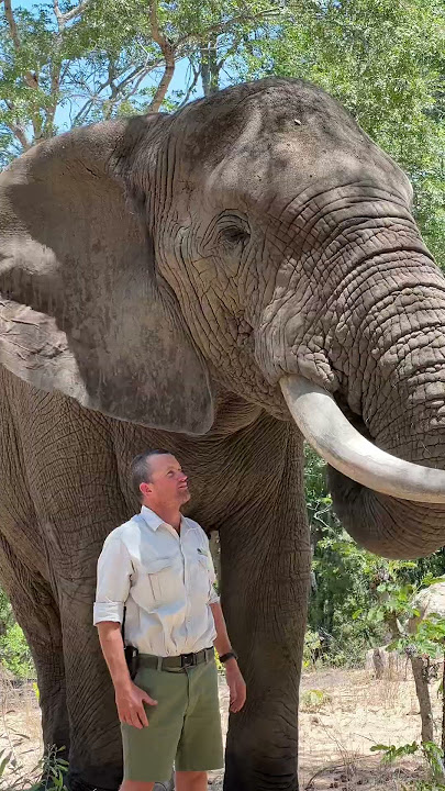Mak is such a gentle giant and an incredibly intelligent animal!  #elephant