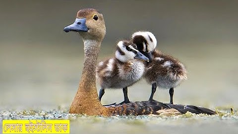 লেসার হুইস্টলিন ডাক | Lesser whistling Mother Duck