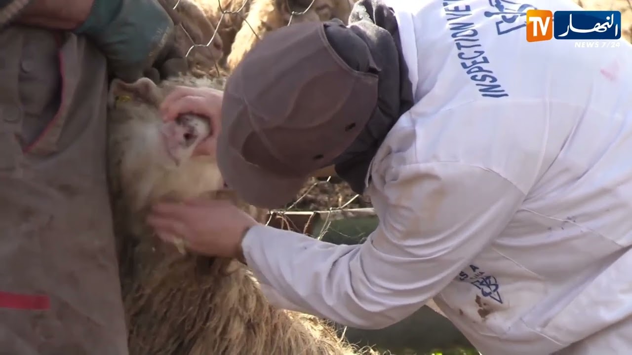 بجاية : وصول شحنتين من الأغنام المستوردة لتموين الأسواق باللحوم في رمضان