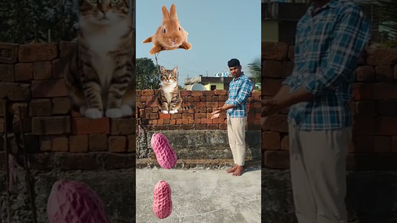 Animals Names - Rabbit, Cat, Elephant & Horse - Balloon vfx magic#08