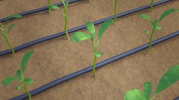 NẤM ĐỐI KHÁNG - TRICHODERMA - CÓ VAI TRÒ GÌ TRONG NÔNG NGHIỆP?