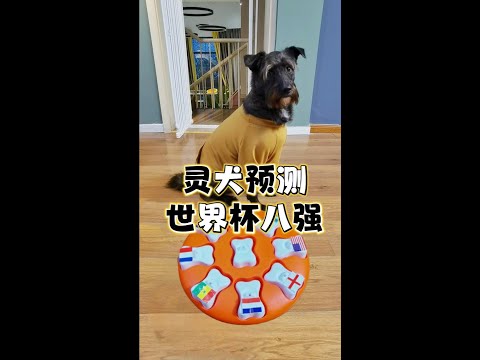 靈犬預測2022世界杯八強，姿勢很專業｜李喜猫