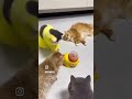 #cat #foryou #pets #Petzrella #playtime #fun