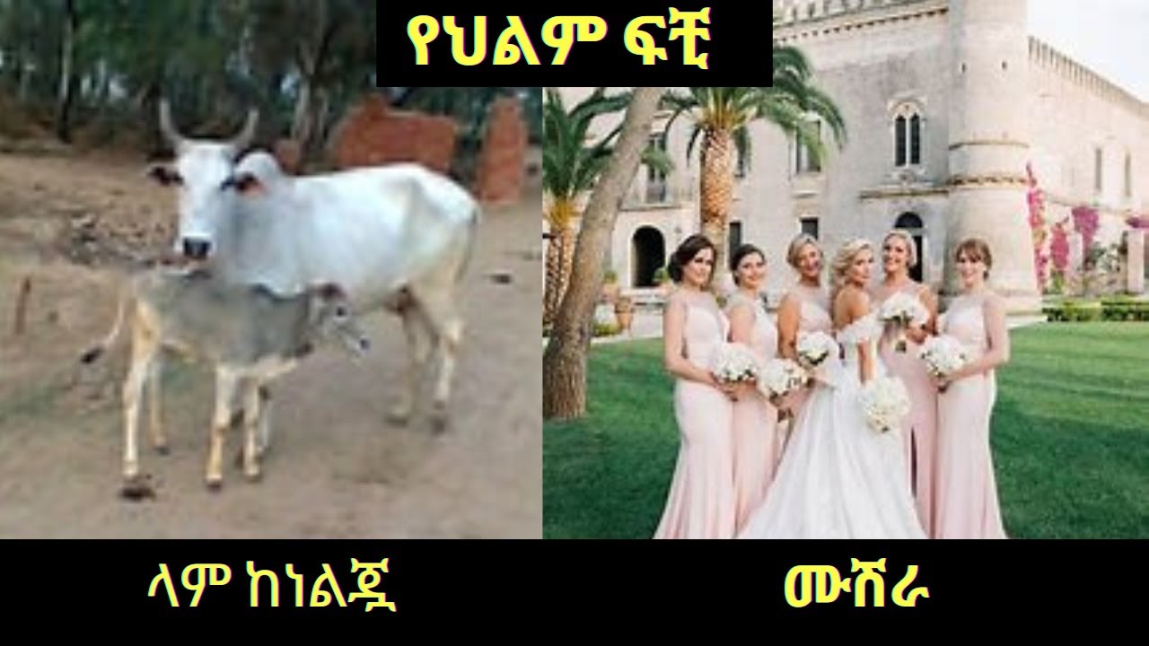 ሙሽራ፣ላም ከነልጇ