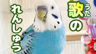 笑わずにはいられないwwお喋りの合間の一人練習。セキセイインコ・うめ　Budgie Practises Singing