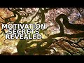 The Astonishing Secrets of Motivation That Drive Our Actions