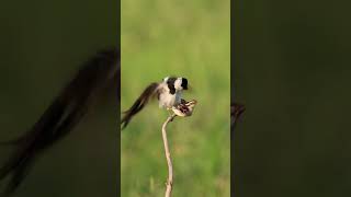Pin-Tailed Whydah seducing his female #birds #birdsmating #birdlovers #wildlife #nature #love Pin-Tailed Whydah seducing his female #birds #birdsmating #birdlovers #wildlife #nature #love