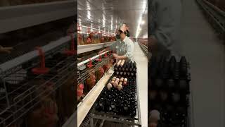 Step inside a high-tech modern poultry farm. See how large-scale egg production works! 🥚