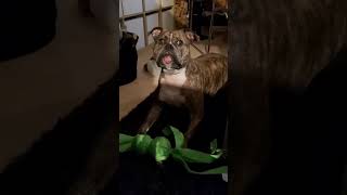 Indy Wil Graag Na De Logeerpartij Naar T Nieuwe Huis 09-01-2023