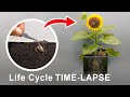 Life Cycle Of Sunflower Time Lapse 75 Days - Seed to Seeds